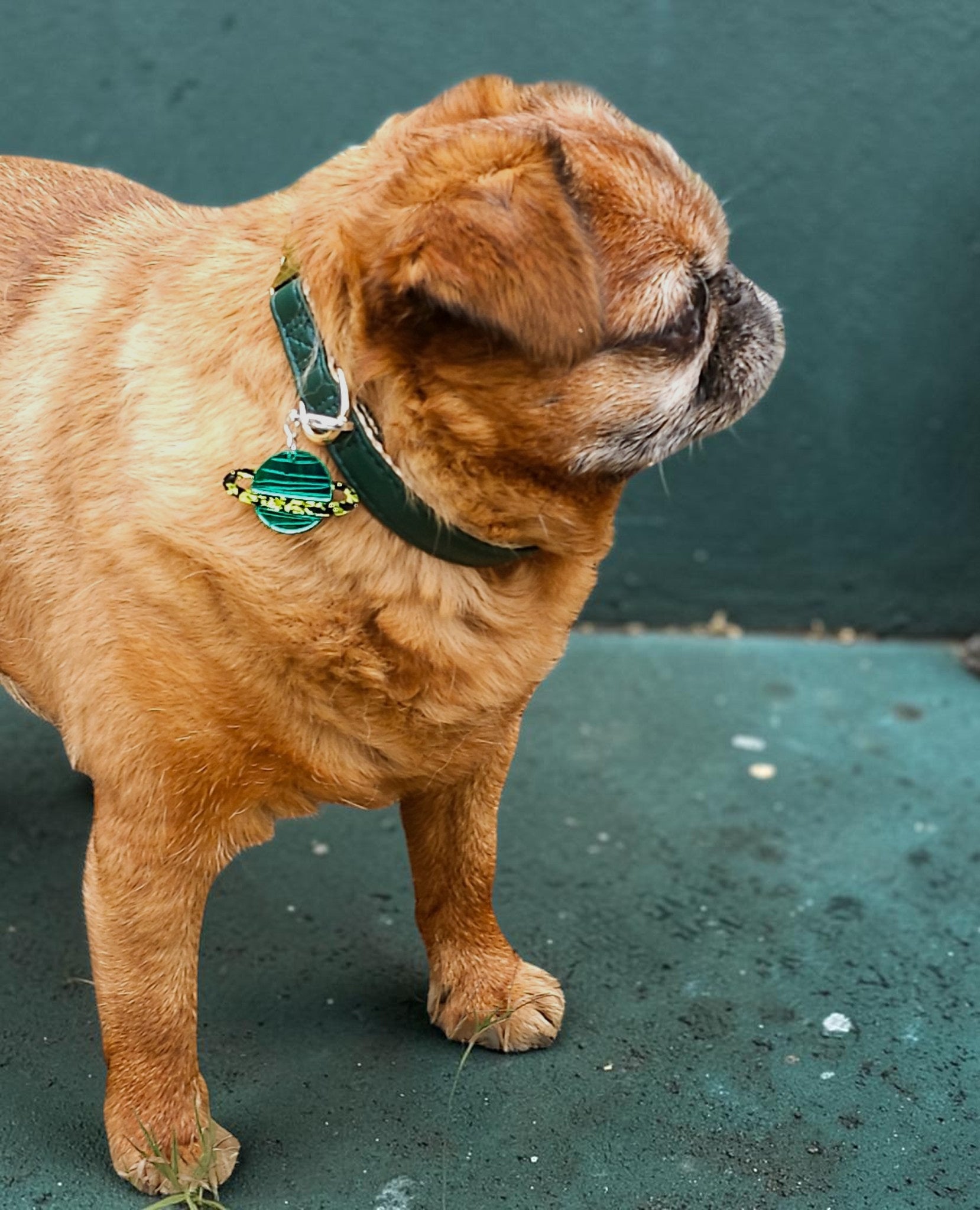 Morti's Fun Club Galaxylicious Green Saturn collar charm on a Brussels Griffon dog wearing a green collar