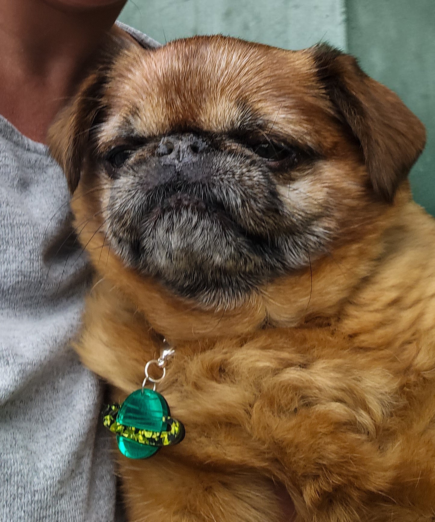 Morti's Fun Club green Saturn collar charm on a Brussels Griffon dog wearing a silver-plated lobster clasp