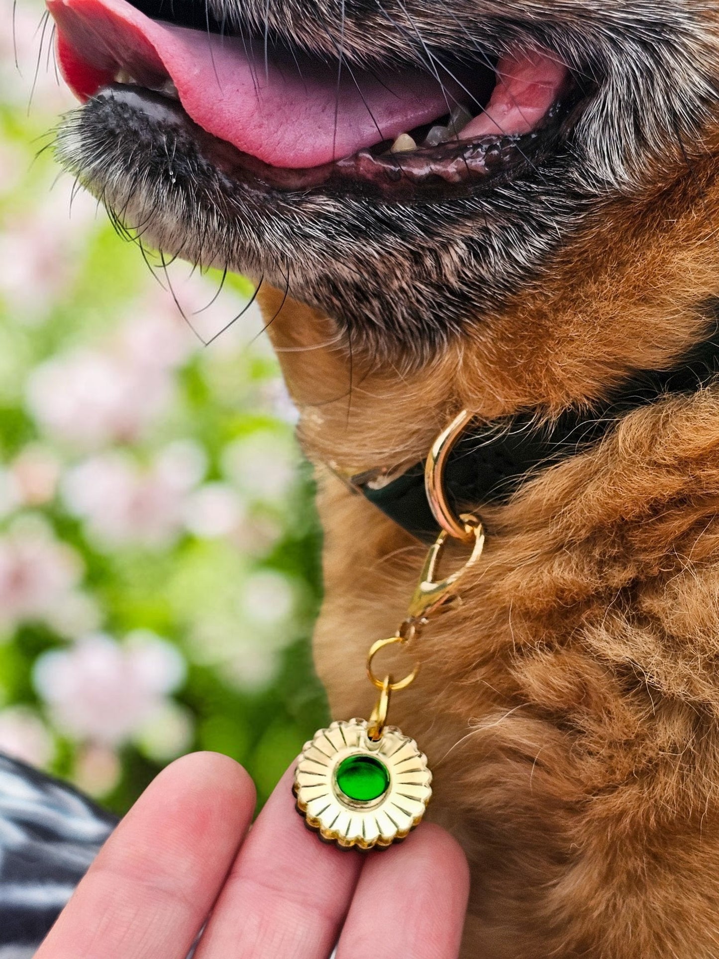 Morti's Fun Club Jurrasic Bloom collar charm in green and gold acrylic attached to a dog collar with a lobster clip